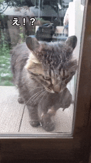 고양이의 보은 | 인스티즈