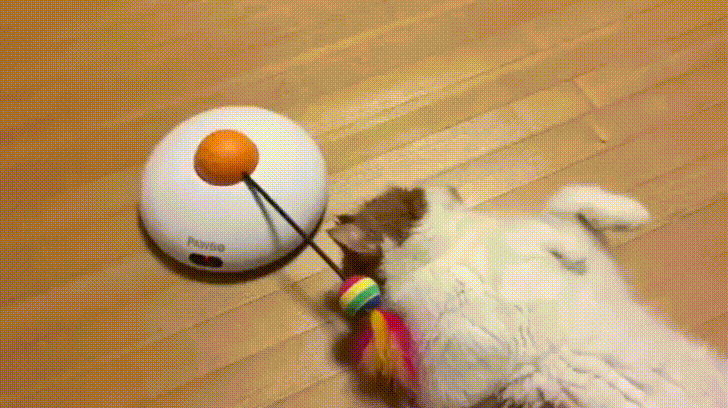 고양이와 장난감 | 인스티즈