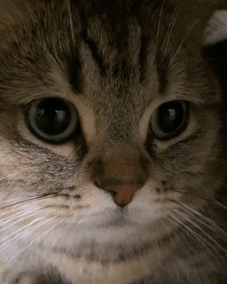내 폰에 고양이 갇힘.gif | 인스티즈