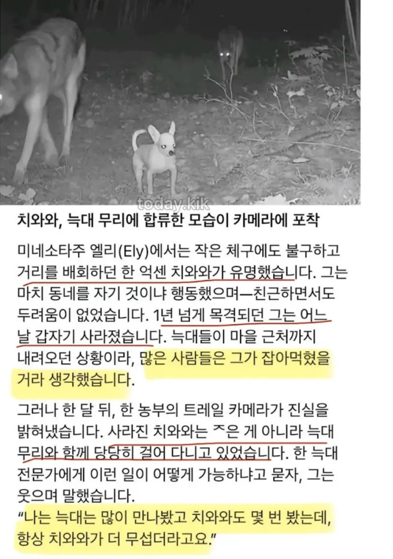 늑대 출몰지역에서 집나간 치와와의 최후 결국 | 인스티즈