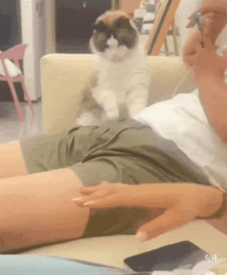 남친고양이 앞에서 남친 때렸더니 냥이 반응 | 인스티즈