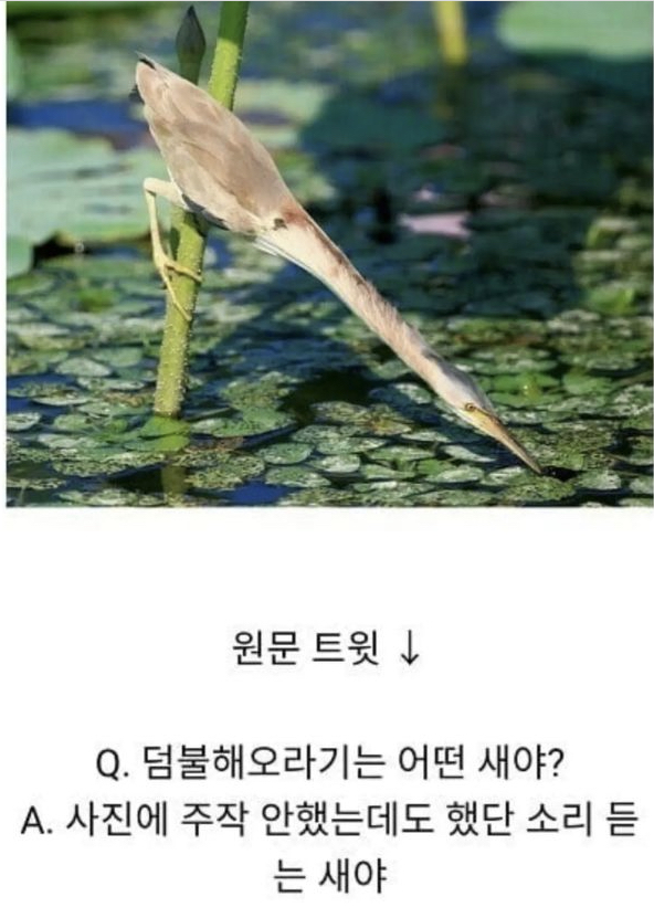 뭐만하면 주작이라는 새.jpgif | 인스티즈