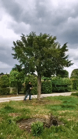 요즘 나무 옮기는 방법.gif | 인스티즈