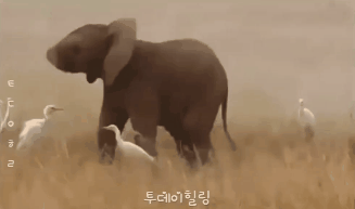 아기 코끼리들은 한 살 때까지 | 인스티즈