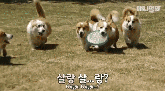 단미 안한 웰시코기.gif | 인스티즈