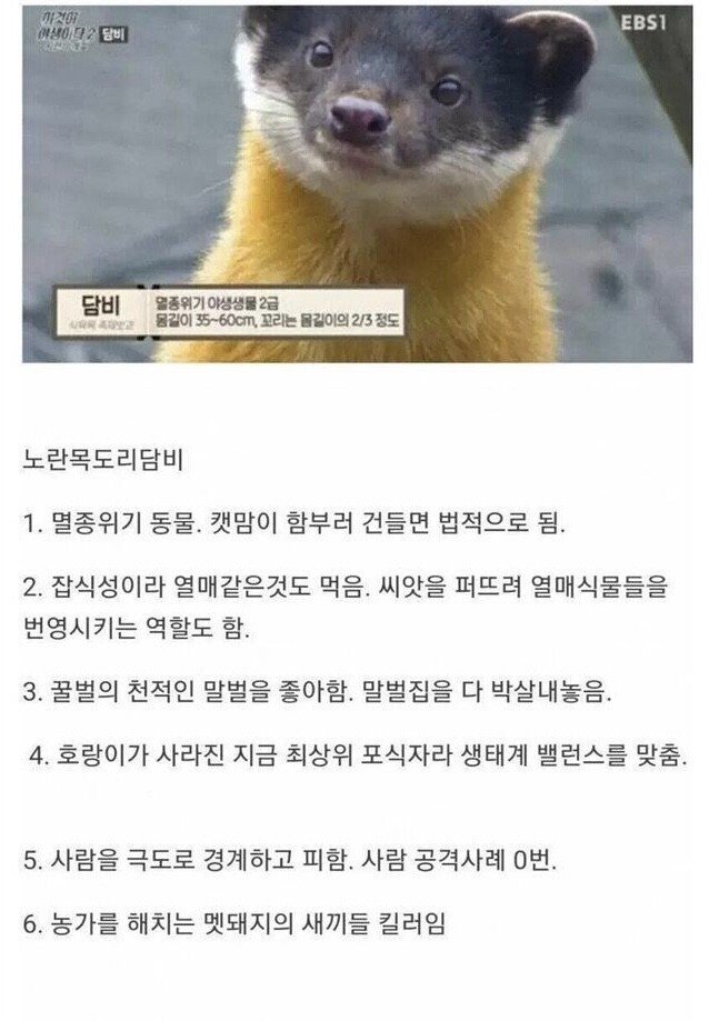 현재 한국 생태계 최상위 포식자 | 인스티즈