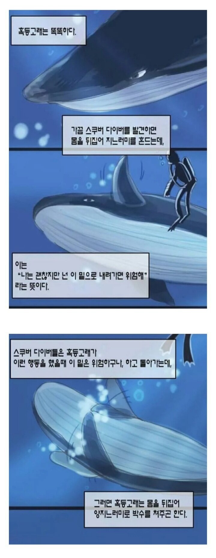 범고래 이기는 고래 | 인스티즈