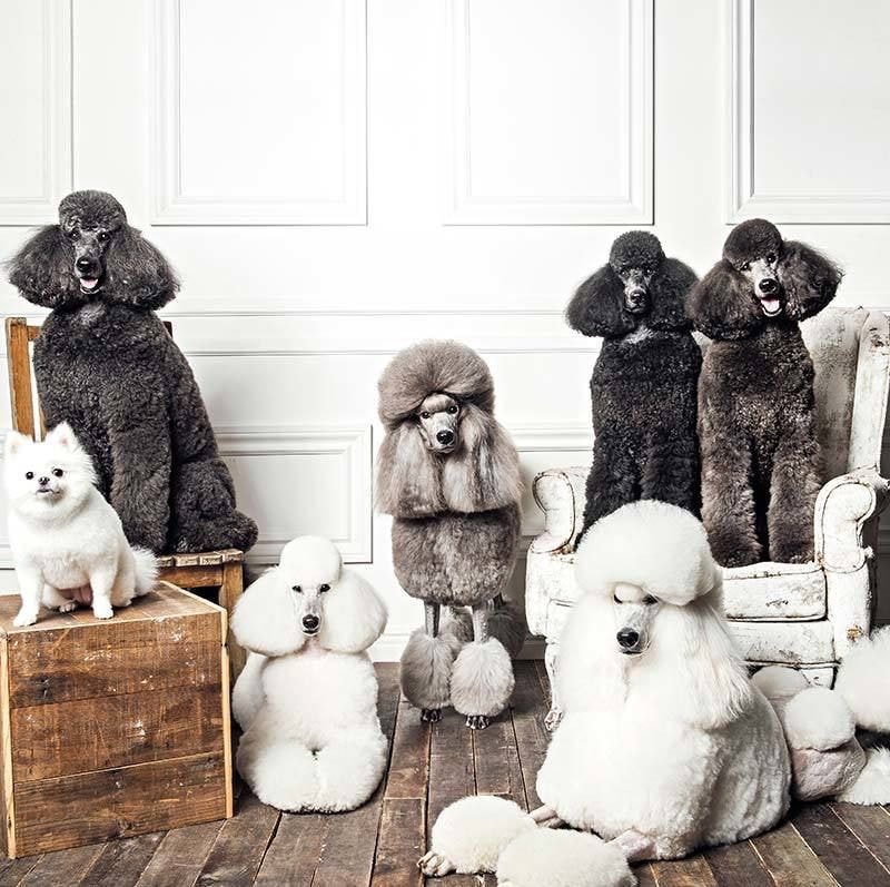 부잣집에서 자란 강아지들 | 인스티즈