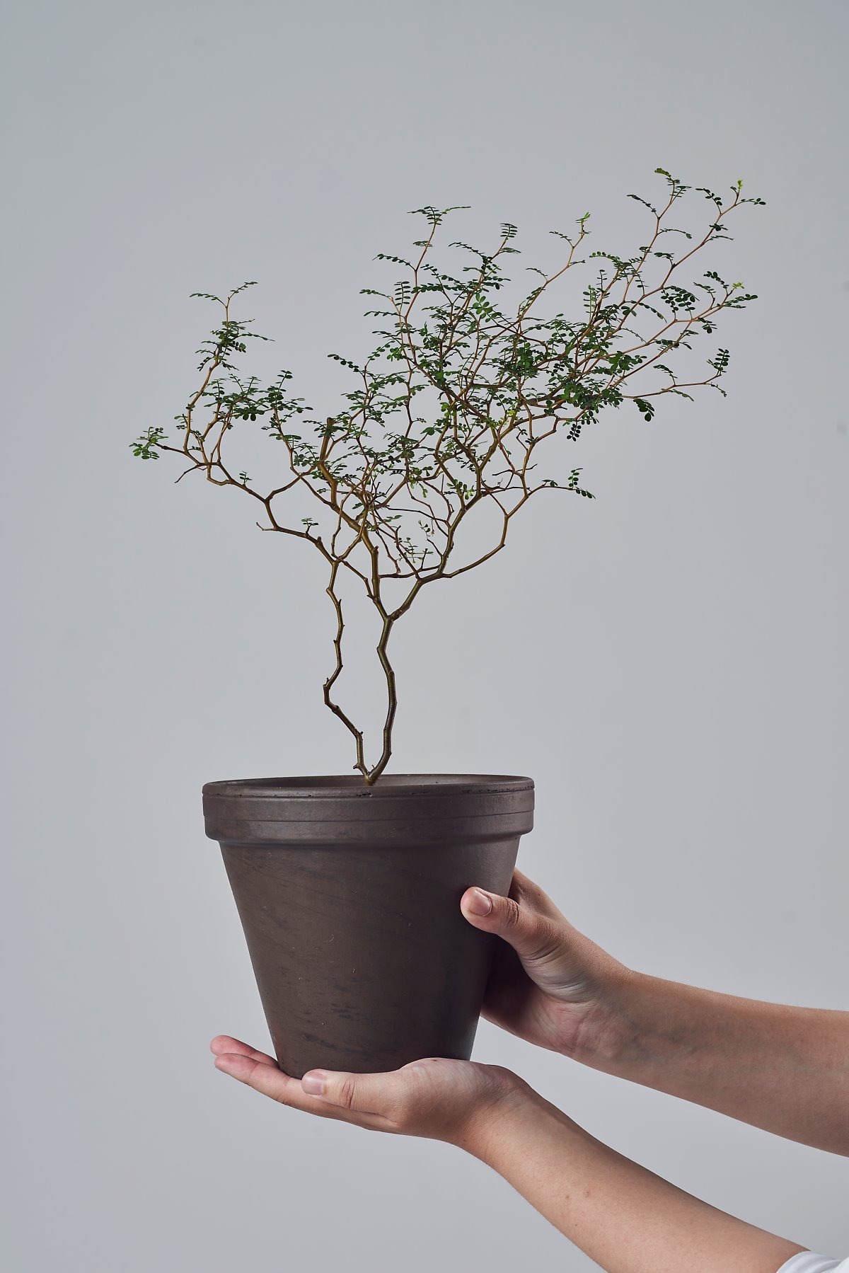 식물갤에서도 키우기 어려운 식물로 평가받는 것들 | 인스티즈