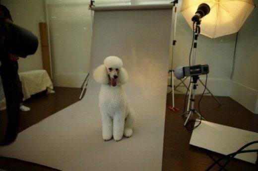 부잣집에서 자란 강아지들 | 인스티즈