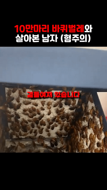 바퀴벌레 10만마리와 하루살면 1300만원 혐주의 | 인스티즈