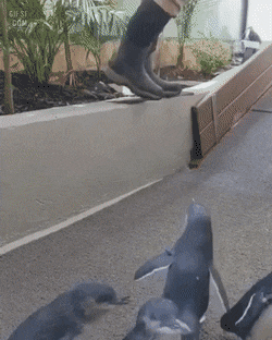 펭귄 다큐가 인기있는 이유 | 인스티즈