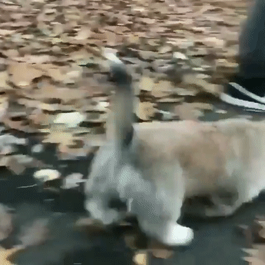 단미 안한 웰시코기.gif | 인스티즈