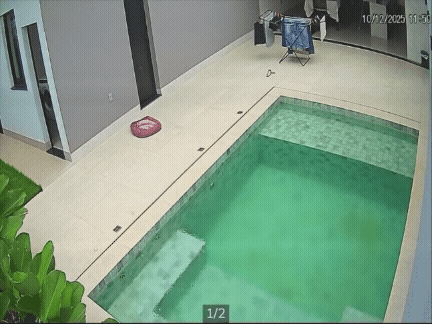 개똑똑한 개 | 인스티즈