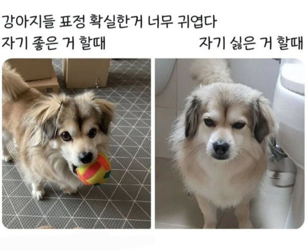 맛꿀마