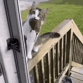 고양이의 보은 | 인스티즈