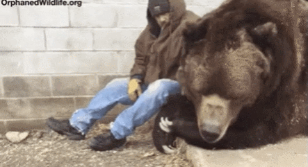 동물들 실제크기 체감 ㄷㄷ.gif | 인스티즈