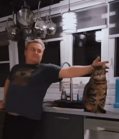 알면서 속아주는 고양이 | 인스티즈