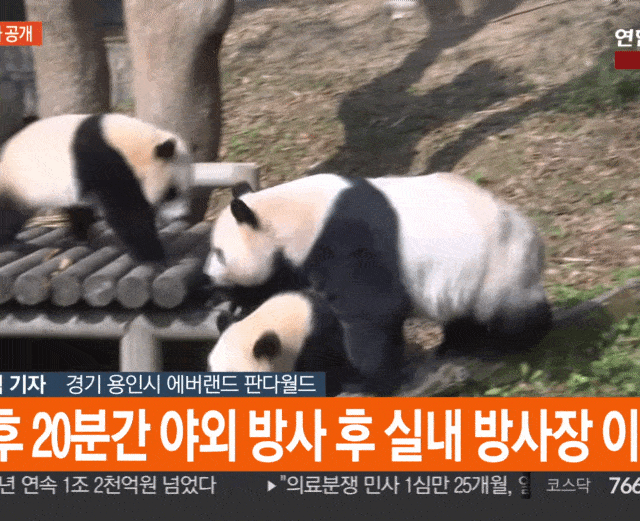 다리가 짧뚠해서 슬픈 후이바오 | 인스티즈