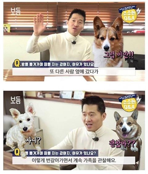 강아 자리를 옮겨가며 자는 이유는? | 인스티즈