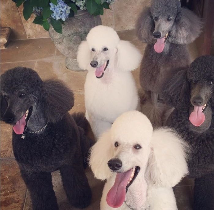 부잣집에서 자란 강아지들 | 인스티즈