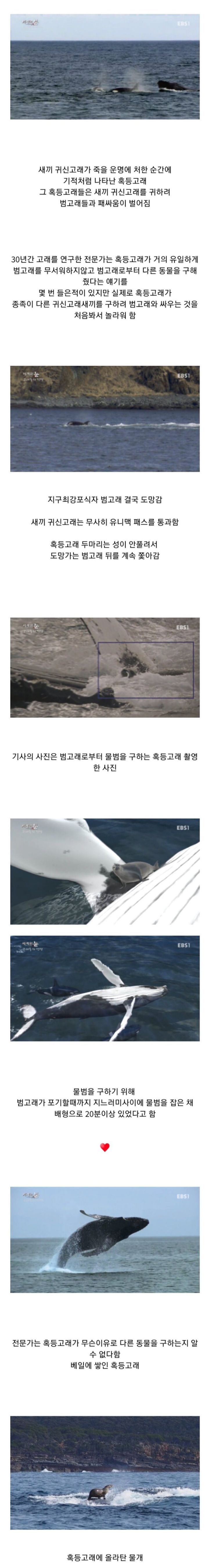 범고래 이기는 고래 | 인스티즈