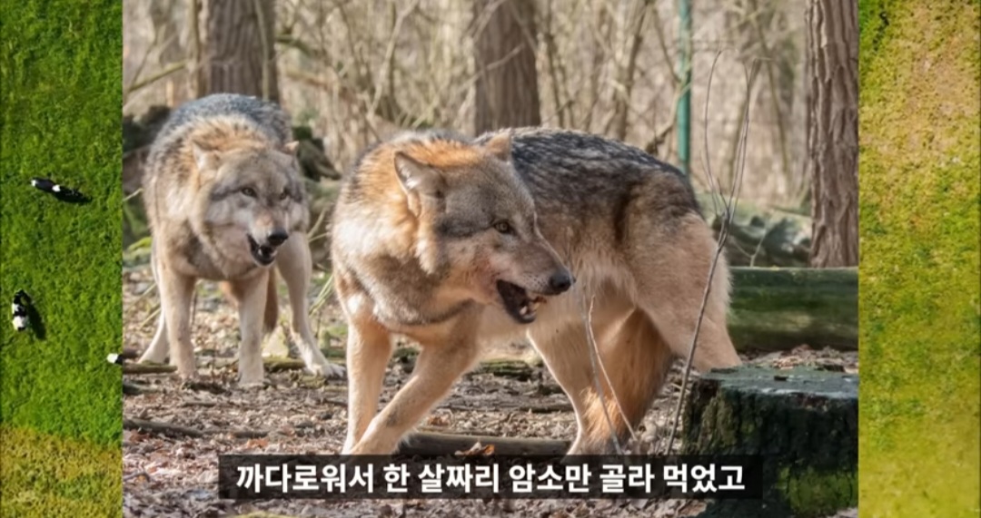 간지왕 이미지