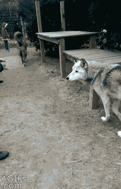 동물들 실제크기 체감 ㄷㄷ.gif | 인스티즈