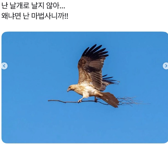 날개 이미지