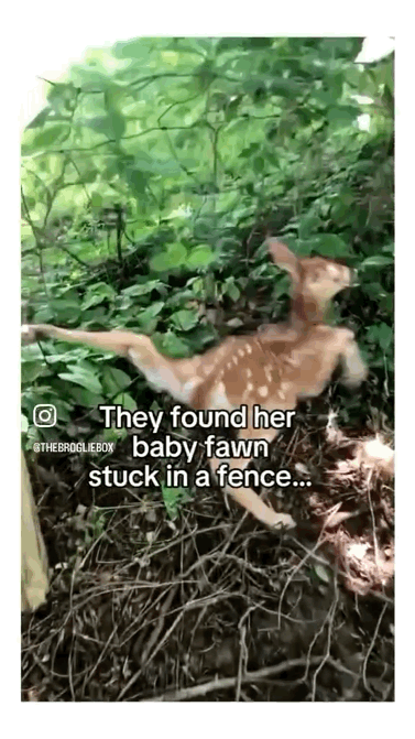 도로를 막고 도움을 요청하는 엄마사슴 | 인스티즈