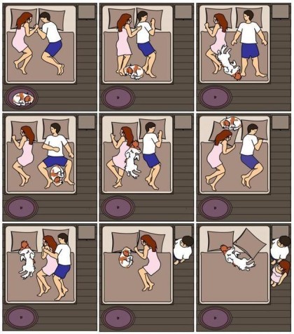 강아 자리를 옮겨가며 자는 이유는? | 인스티즈