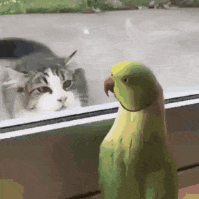 고양이 시선을 느낀 앵무새.gif | 인스티즈
