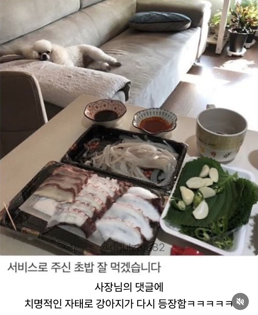 늘 보이던 강아지가 안 보이니 아쉬워하는 사장님.jpg | 인스티즈