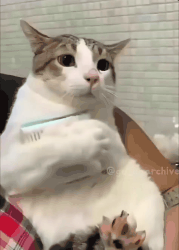 집사가 주는 것마다 소중하게 껴안는 고양이 | 인스티즈