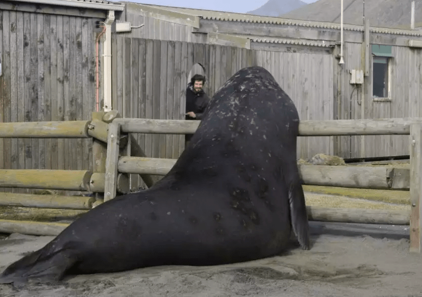 동물들 실제크기 체감 ㄷㄷ.gif | 인스티즈