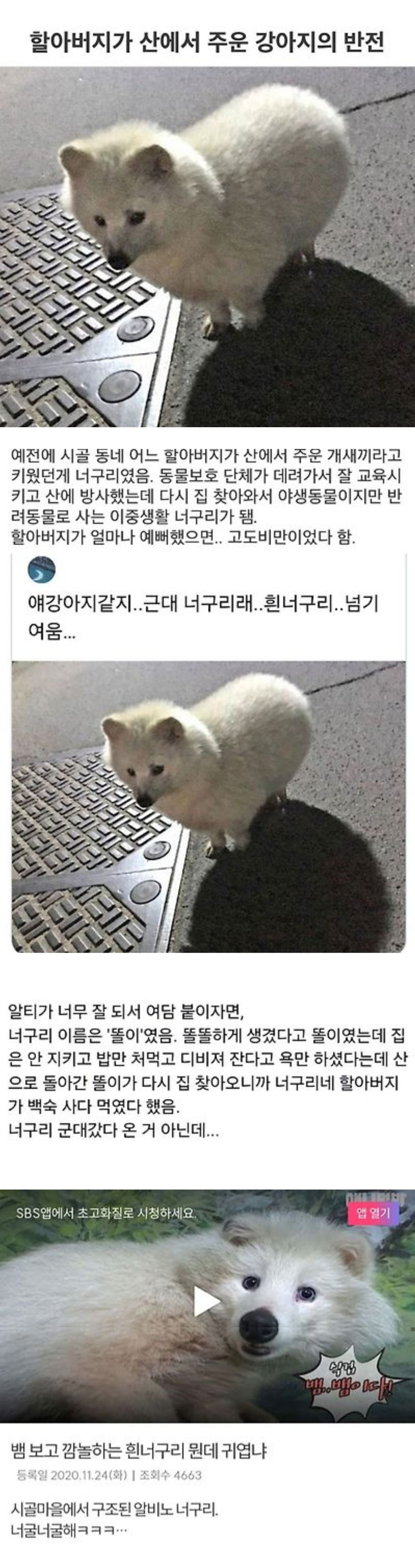 할아버지가 산에서 주운 강아지의 대반전 | 인스티즈