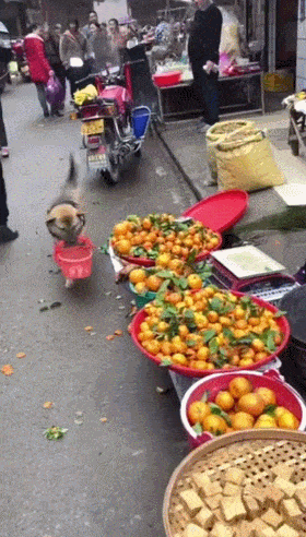 시장에서 과일 사는 개 | 인스티즈