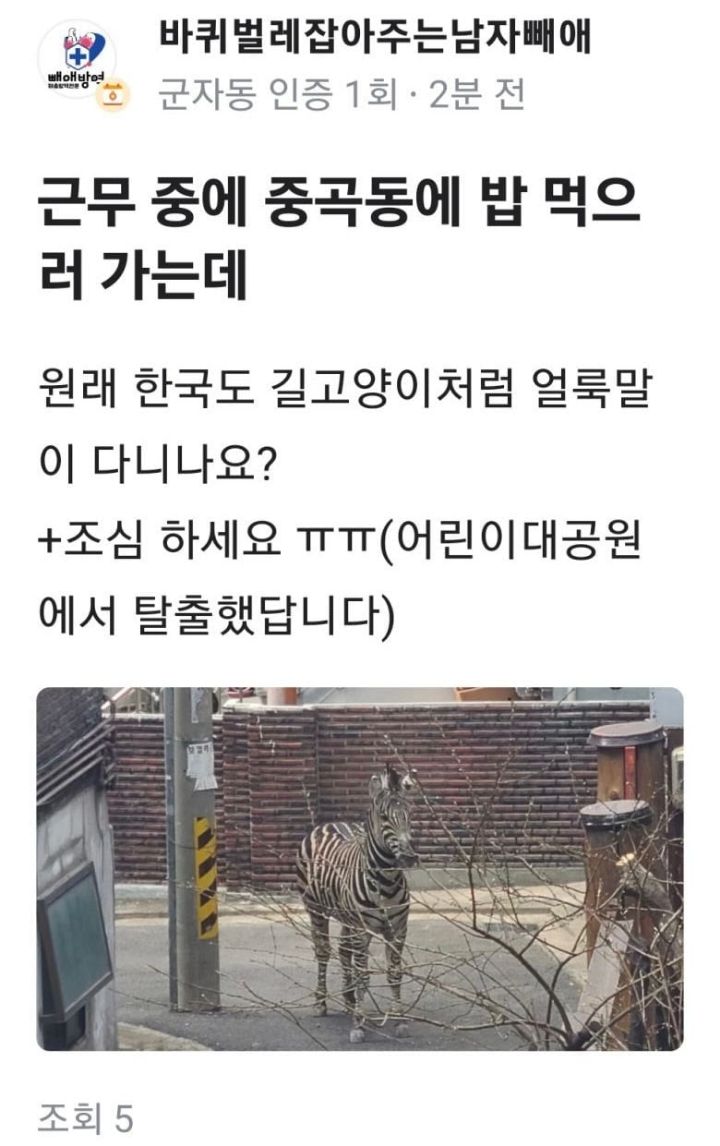 실시간 대로를 돌아다니는 얼룩말.gif | 인스티즈