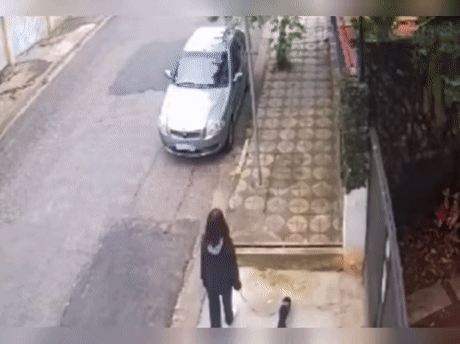 길가다 뭔가 느낀 강아지 | 인스티즈