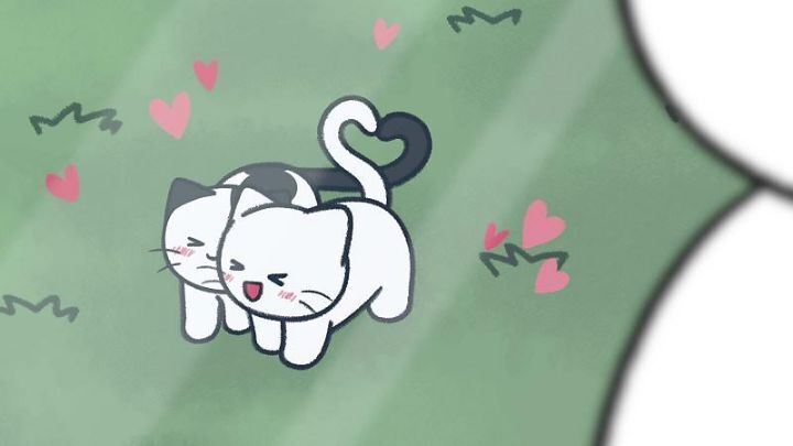 고양이가 집사에게 엉덩이를 들이미는 이유 5가지 | 인스티즈