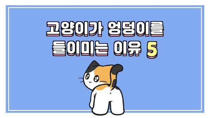 고양이가 집사에게 엉덩이를 들이미는 이유 5가지 | 인스티즈