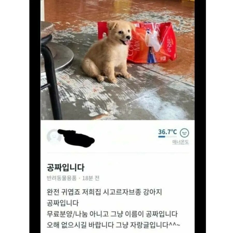 당근마켓에 올라온 공짜 시골 강아지 | 인스티즈