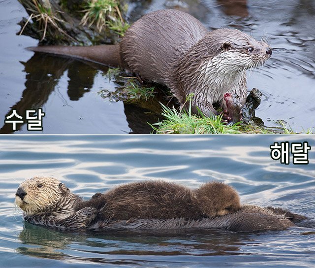 해달 이미지