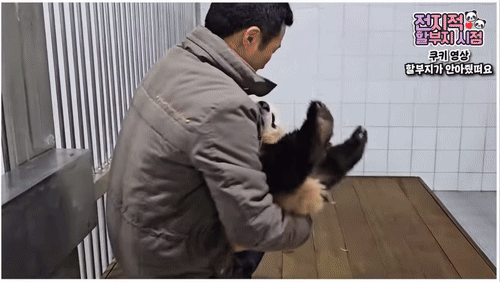 할부지 손 잡고 잠투정하는 후이바오와 안겨서 잠투정하는 루이바오 | 인스티즈