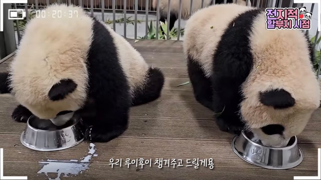 후이바오가 늘 우유가 부족한 이유 | 인스티즈