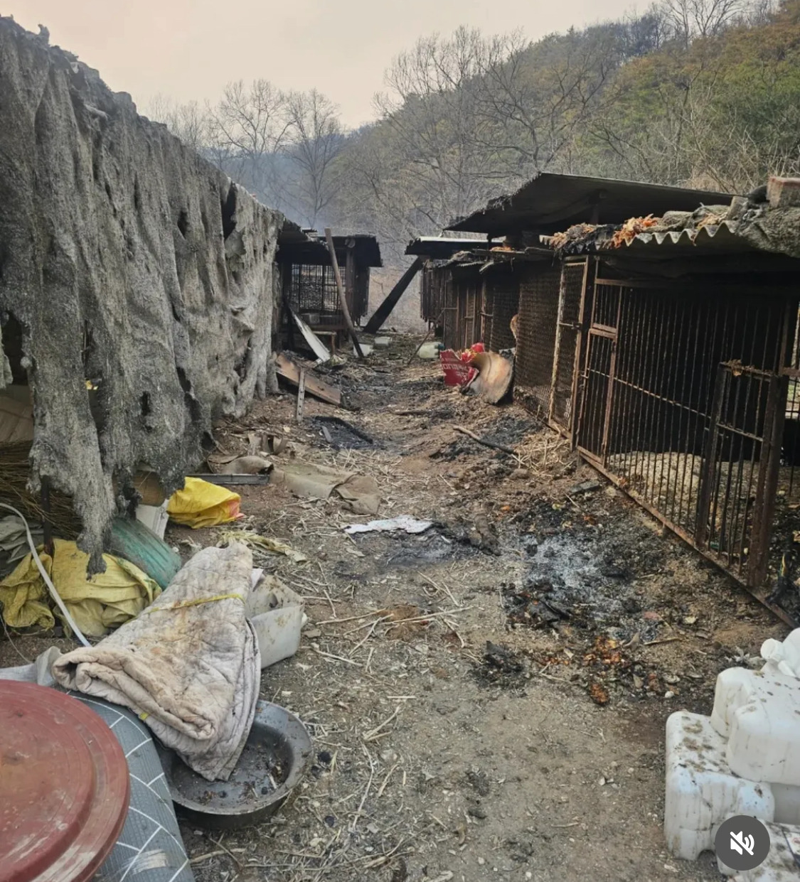 불길 속에서 새끼들을 지켜낸 어미견 | 인스티즈