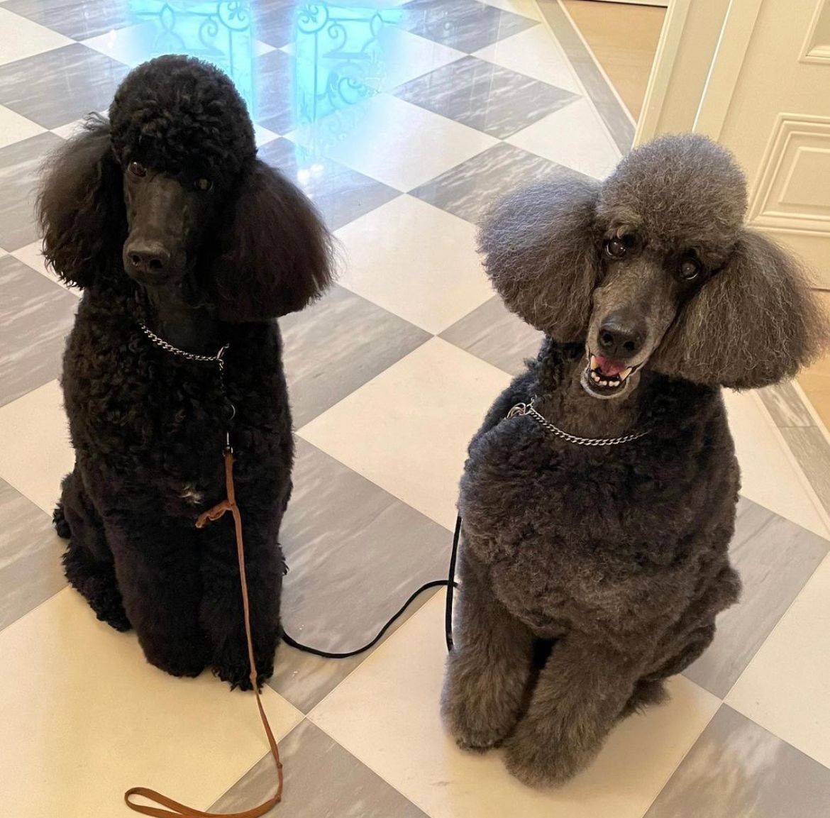 부잣집에서 자란 강아지들 | 인스티즈