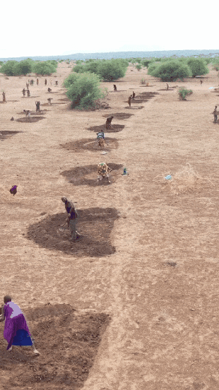 피카츄로 진화하는 피츄삽질만 해도 사막화 방지에 도움된다는 방법 | 인스티즈