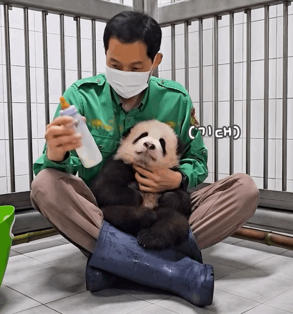후이바오가 늘 우유가 부족한 이유 | 인스티즈