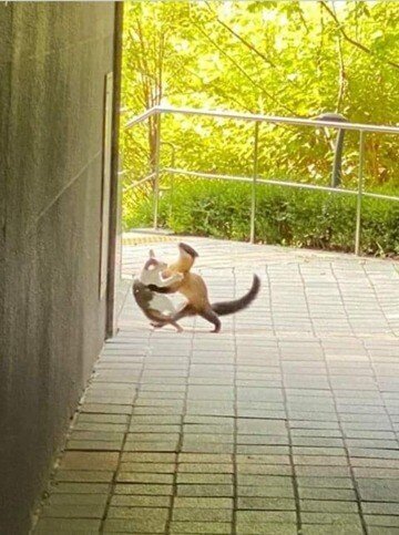 현재 한국 생태계 최상위 포식자 | 인스티즈